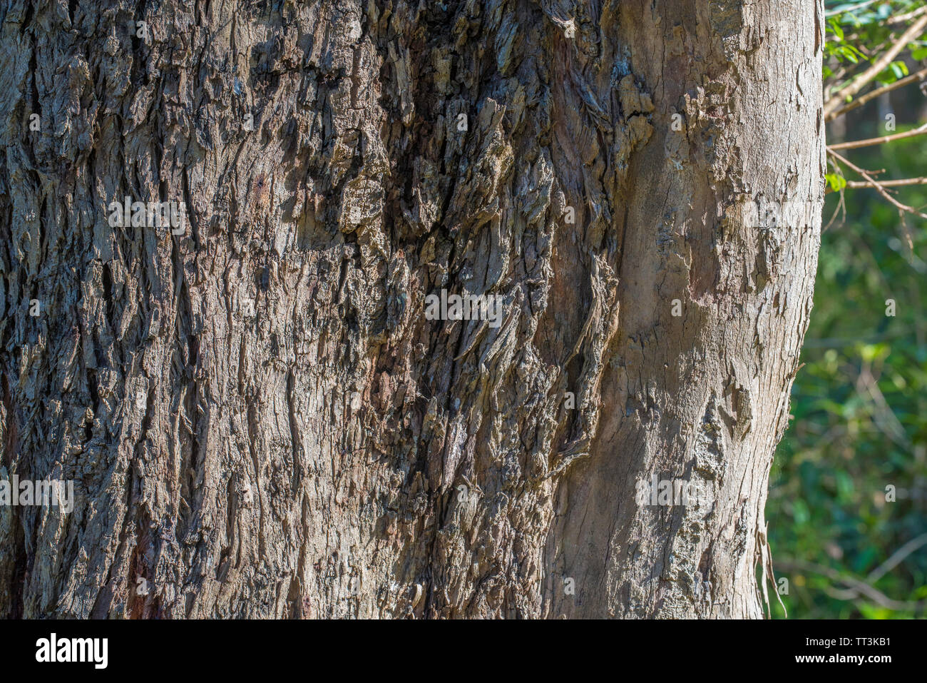 Un gros plan d'une forêt d'eucalyptus (Eucalyptus tereticornis) arbre à Hallidays Point (Black Head Beach) sur le milieu de la côte nord de la Nouvelle-Galles du Sud, Australie Banque D'Images
