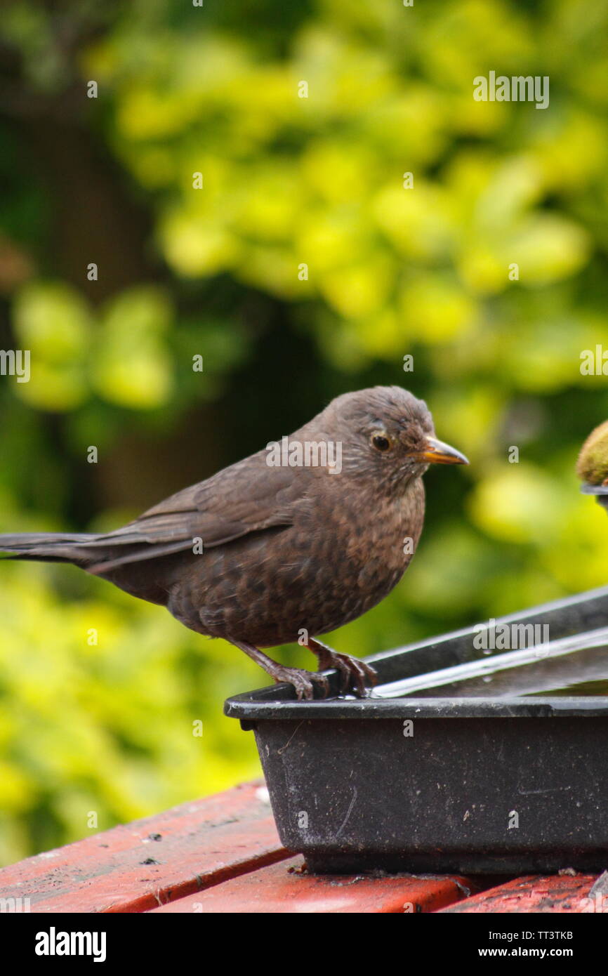Blackbird sur bac à eau Banque D'Images