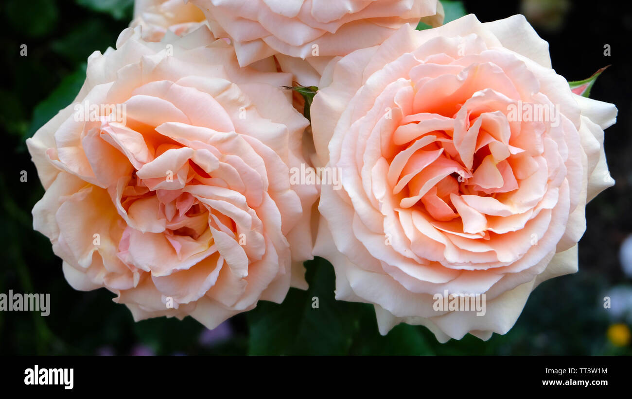 Close up de pêche clair, deux roses en pleine floraison. Banque D'Images