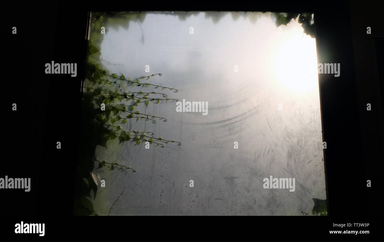 Une fenêtre en verre translucide avec des plantes et des plantes grimpantes de croître autour de son bord sur l'autre côté. La lumière du soleil peut être vu sur rougeoyante le coin supérieur droit. Banque D'Images