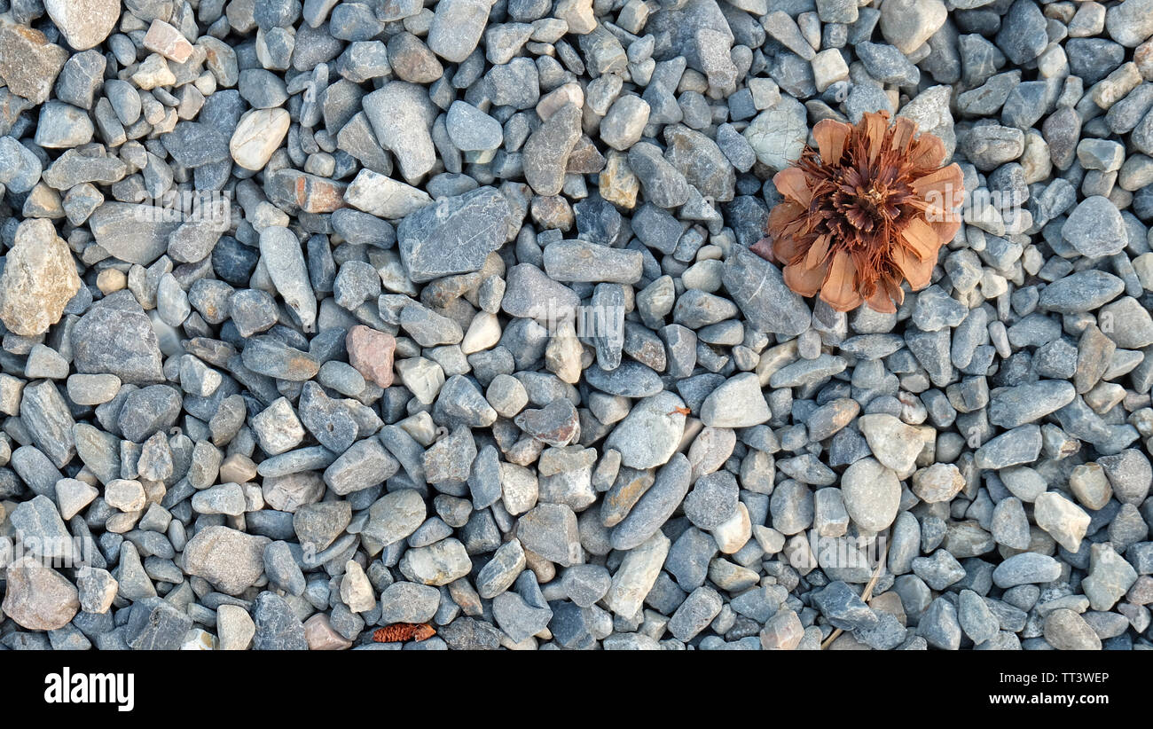 Un des cônes de conifères sur sol brun avec plein de petites pierres. Vue à partir du haut. Banque D'Images
