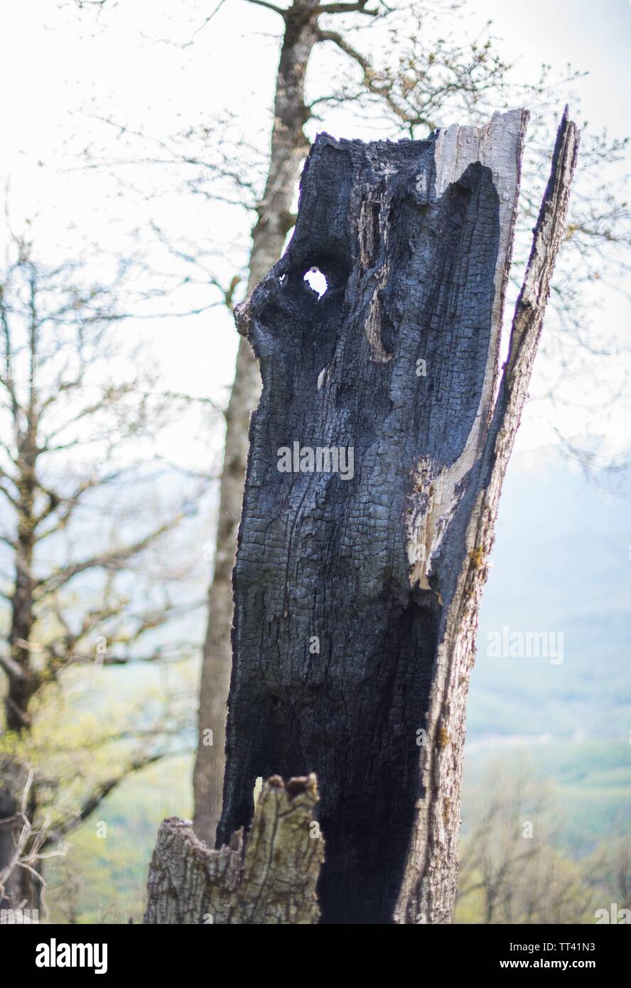 Tronc de l'arbre brûlé dans les bois. Banque D'Images