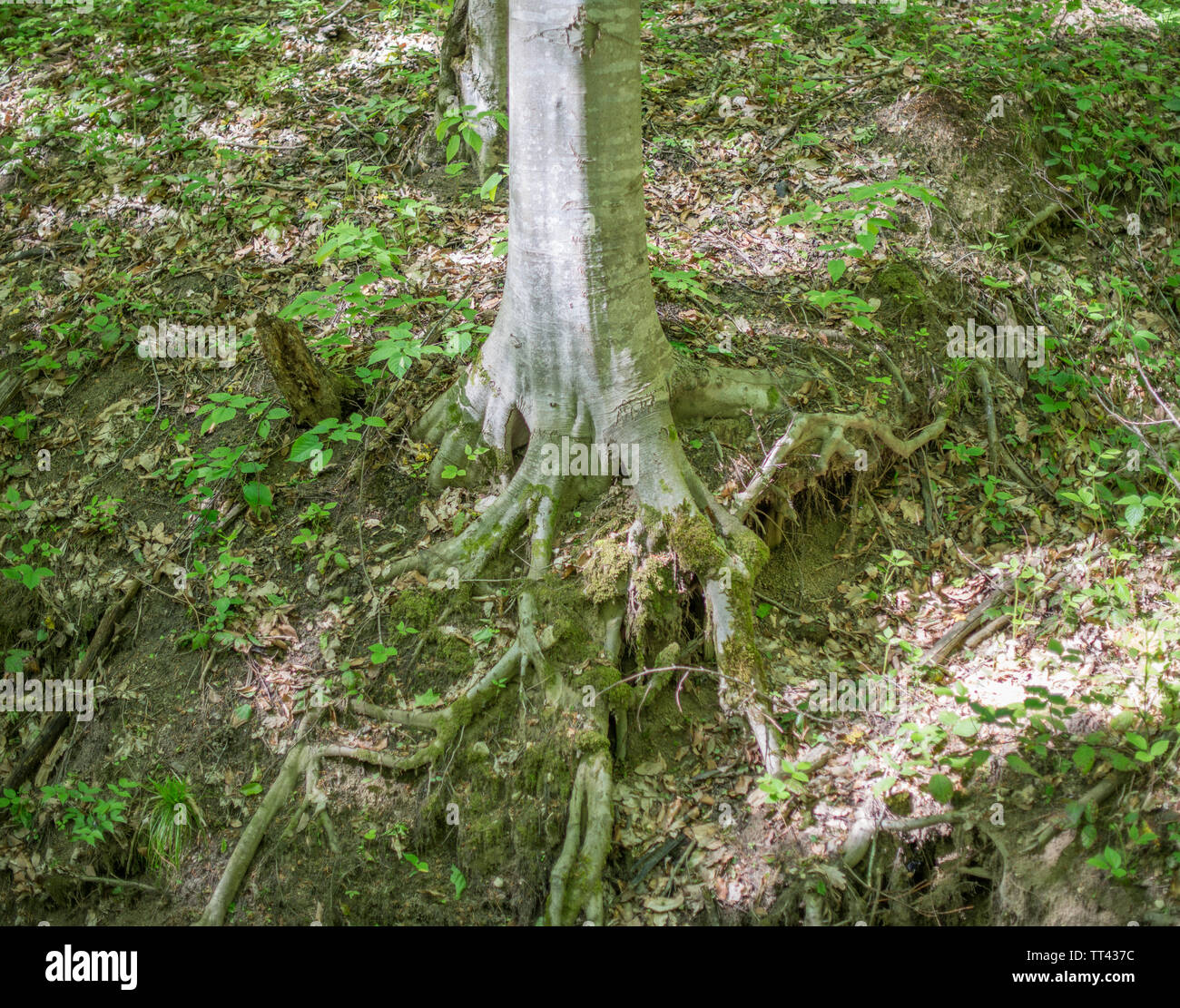 D'énormes racines de l'arbre couvrant le sol de la forêt dans le lit desséché de la rivière. Focus sélectif. Banque D'Images