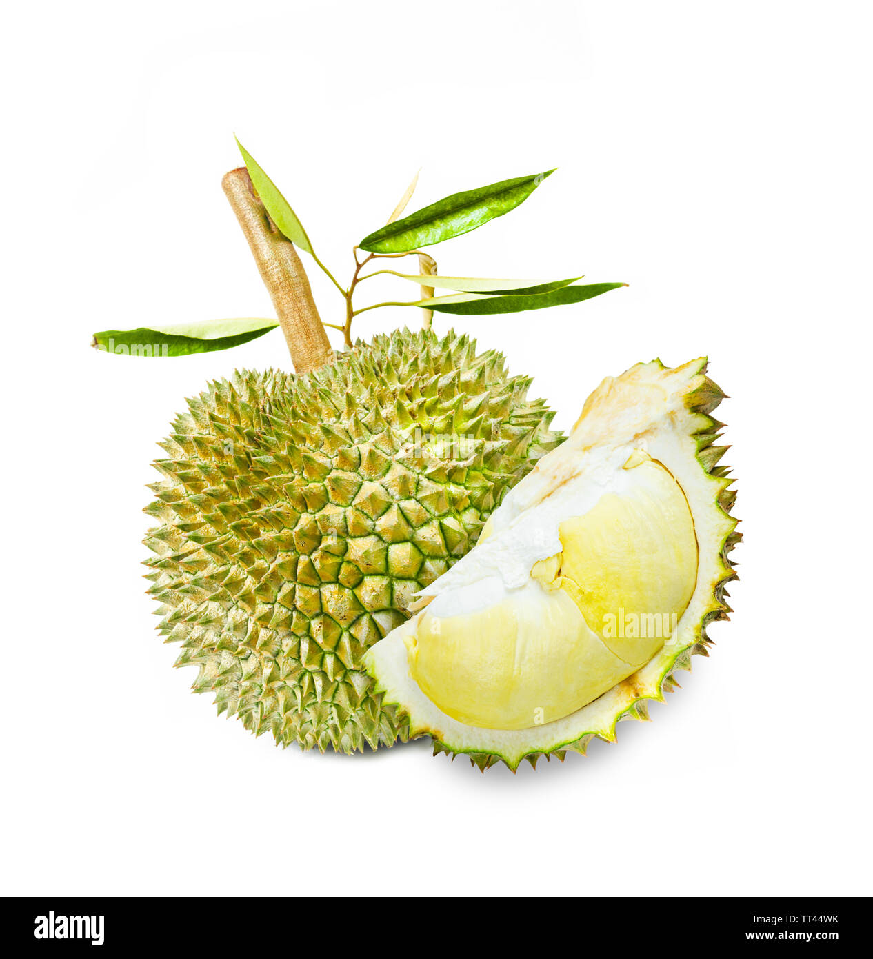 Durian fruit et feuilles vert isolé sur fond blanc. Banque D'Images