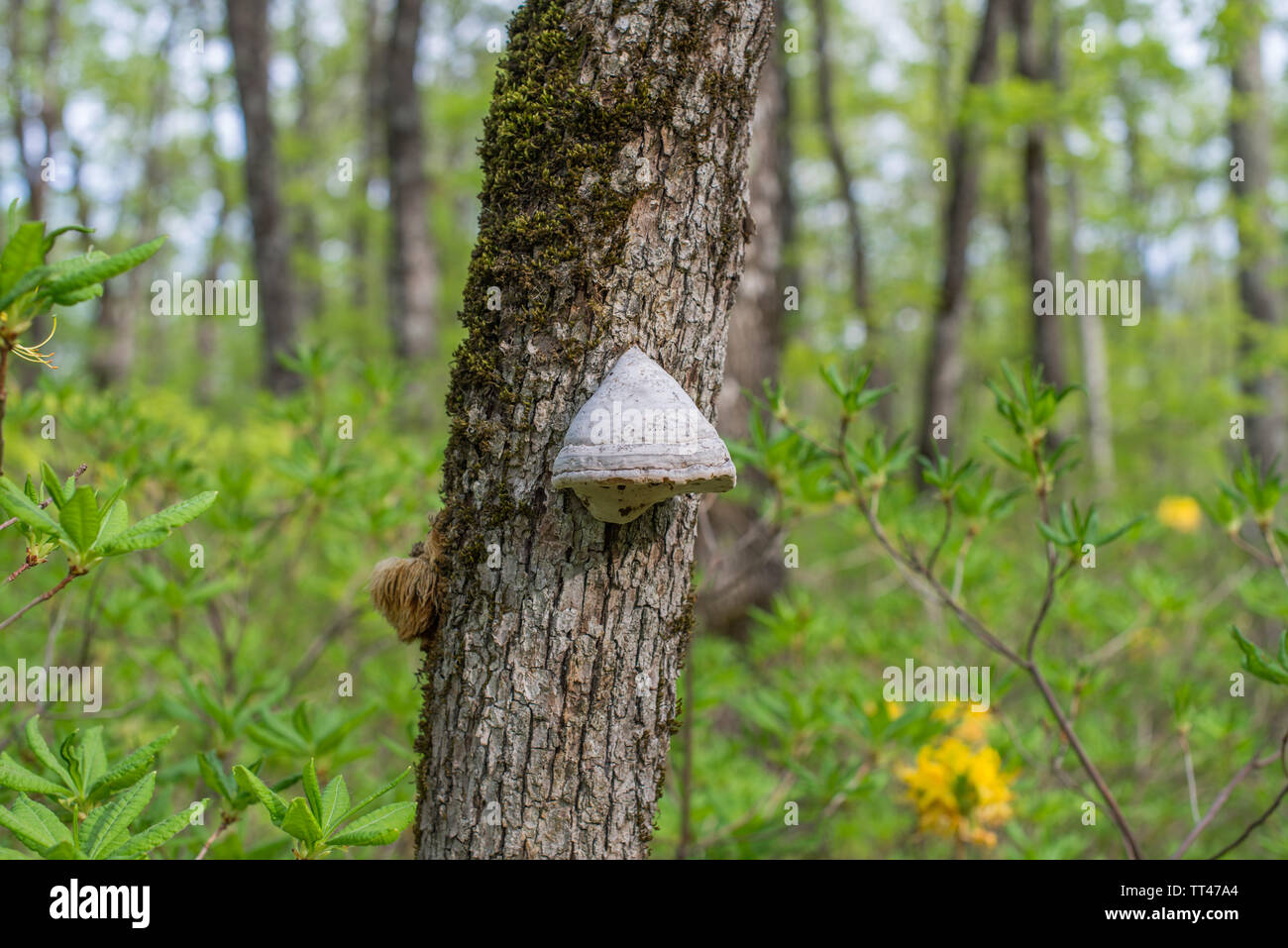 L'amadou champignon sur Mossy Oak. Focus sélectif. Banque D'Images