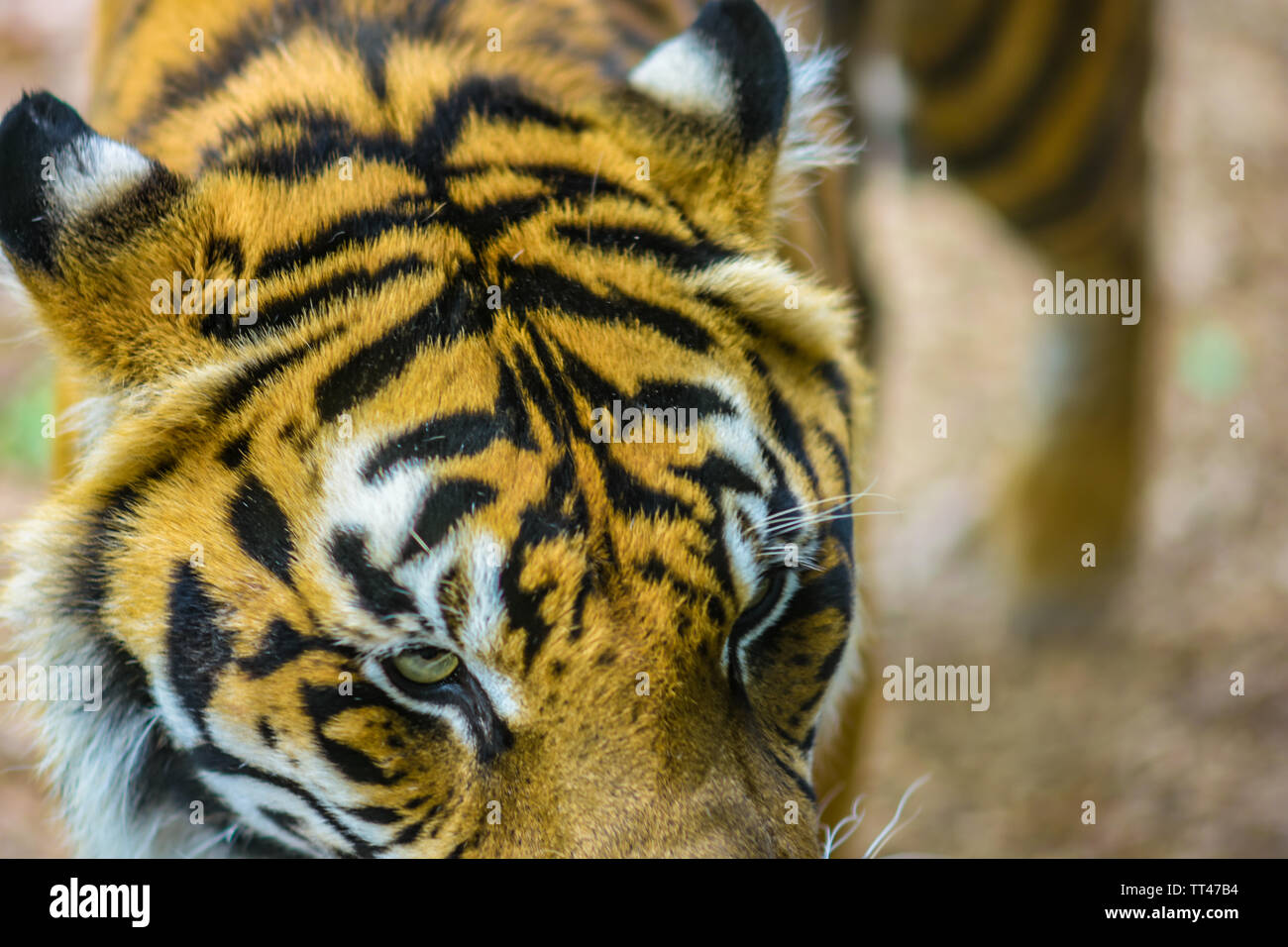 Tigre Banque D'Images