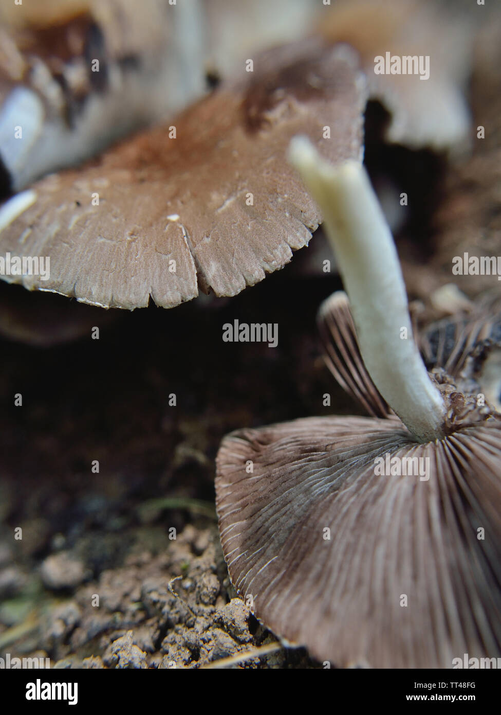 Psathyrella candolleana, Brittlestem pâle mushroom Banque D'Images