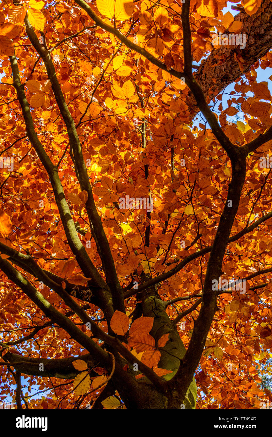 Feuilles d'automne sur un arbre dans la forêt lors d'une journée ensoleillée Banque D'Images