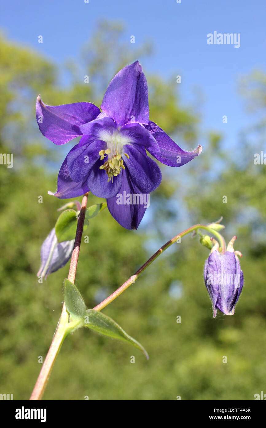 Fleur pourpre Aquilega vulgaris Banque D'Images