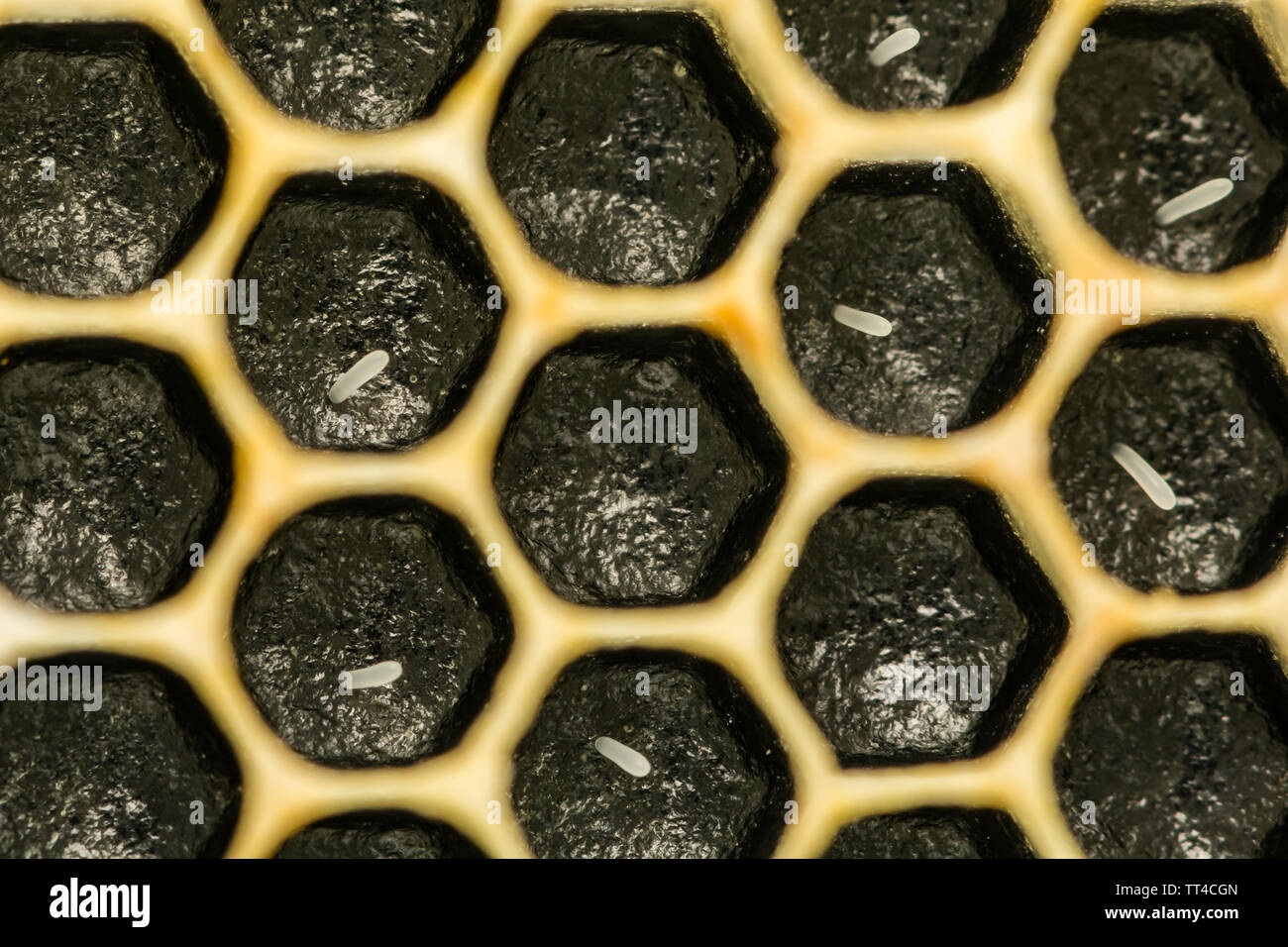 Abeille à miel oeufs dans les cellules individuelles dans la ruche. Banque D'Images