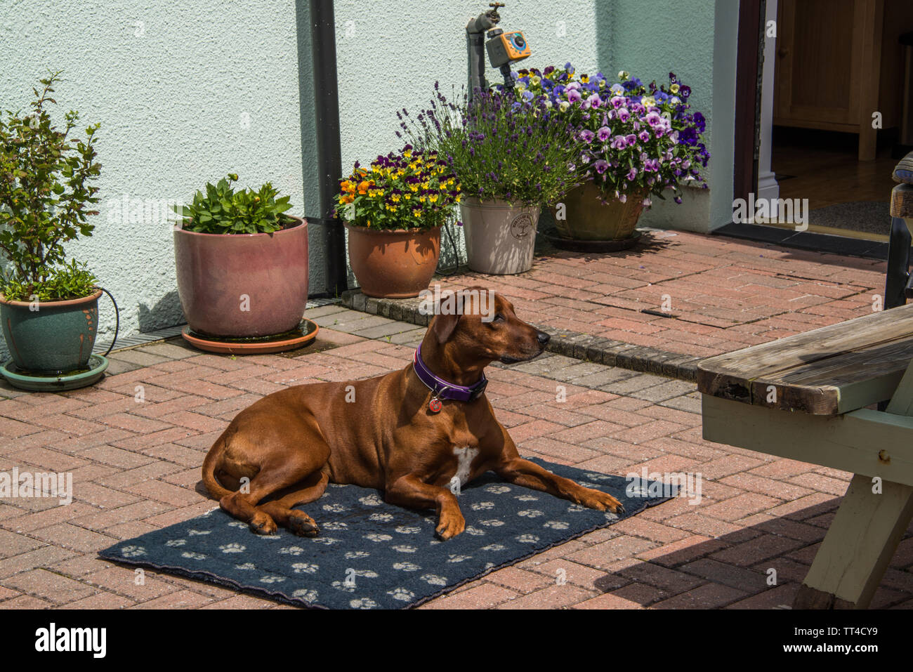 Un Rhodesian Ridgeback Chien. Banque D'Images