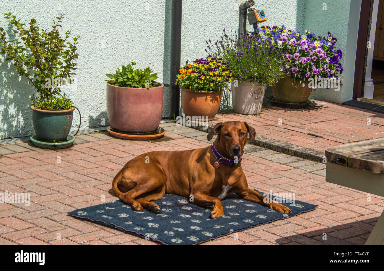 Un Rhodesian Ridgeback Chien. Banque D'Images