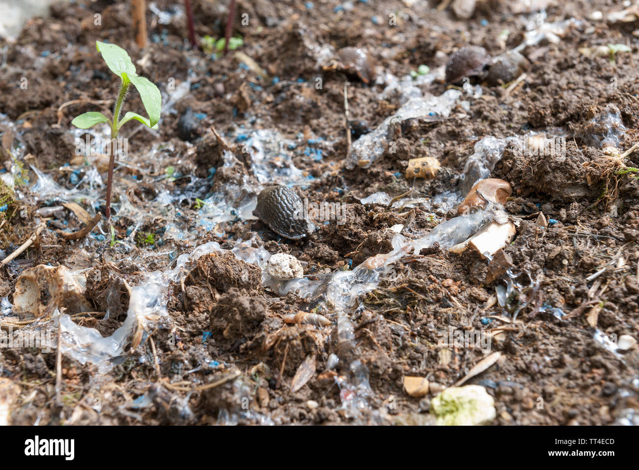 Les molluscicides granulés à limaces interdit par le DEFRA à partir du printemps 2020 risque inacceptable pour les oiseaux et les mammifères, l'eau s'accumule à grande échelle l'utilisation agricole de table Banque D'Images