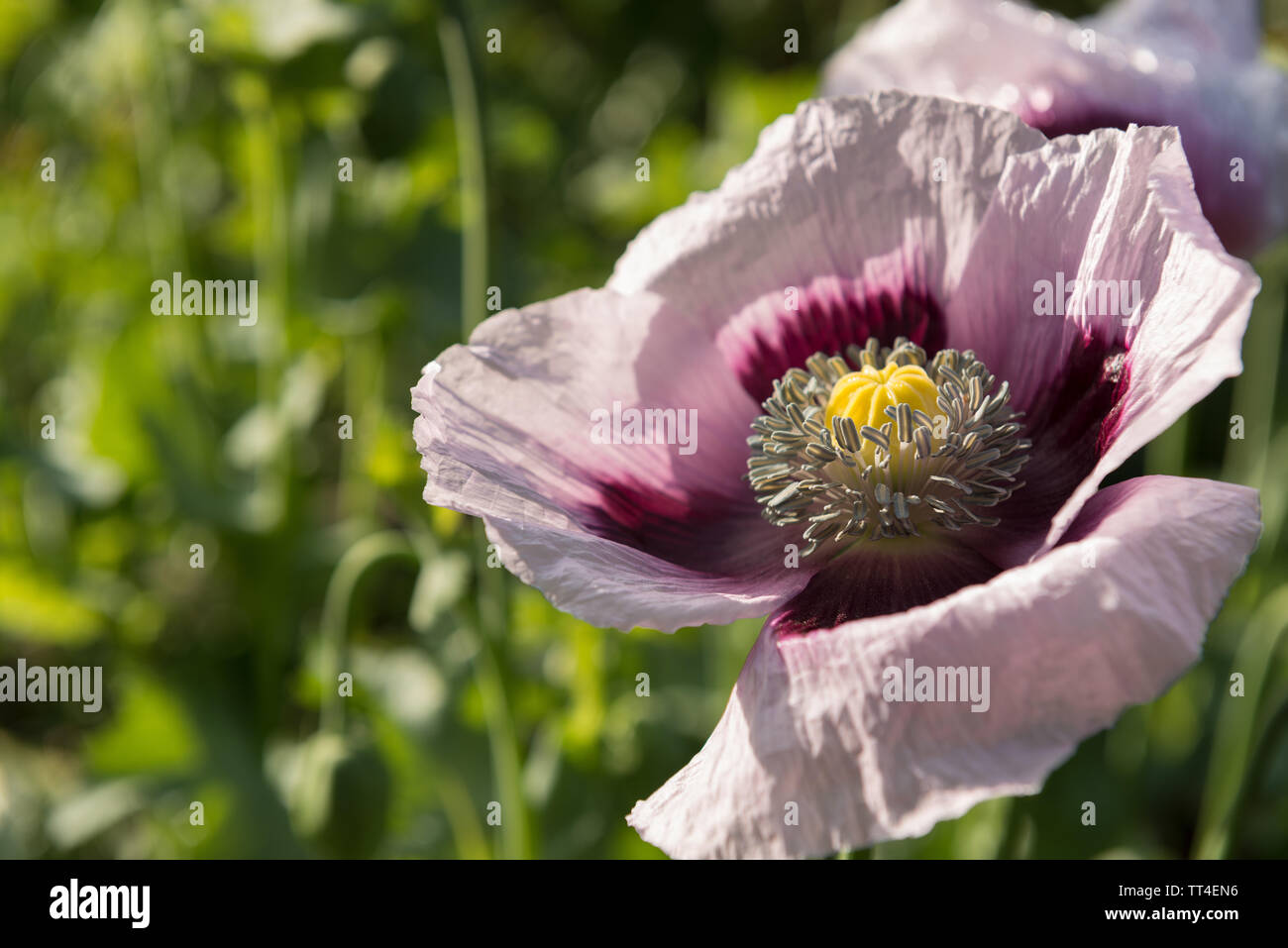 Jolie rose fleur de pavot de la graine en montrant avec beaucoup de cas d'attirer les abeilles, les anthères nouvelle ouverture des pétales délicats Banque D'Images