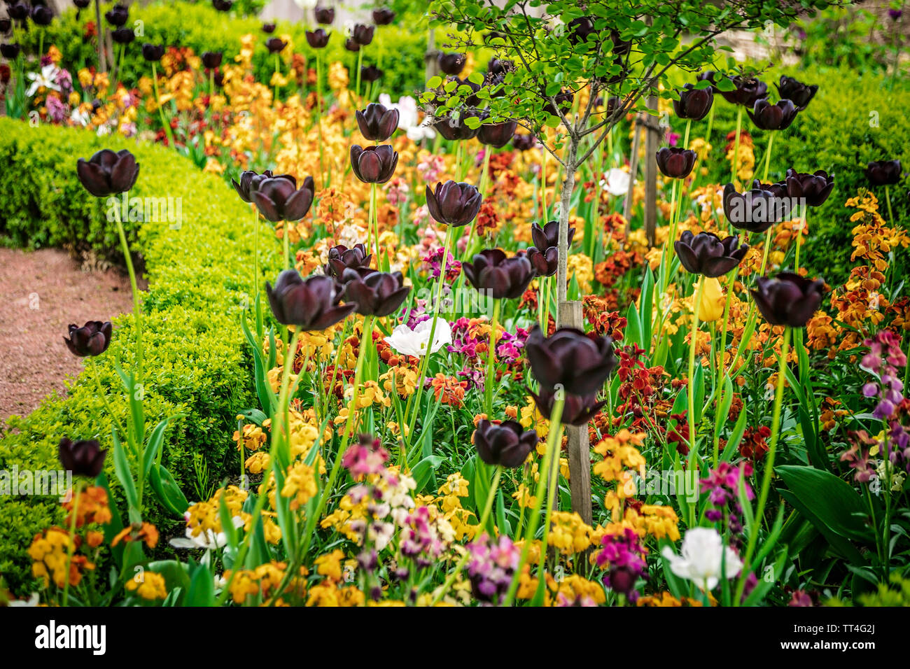 Les fleurs de printemps dans le jardin du café au Palace, Holyrood, Édimbourg, Écosse. Banque D'Images