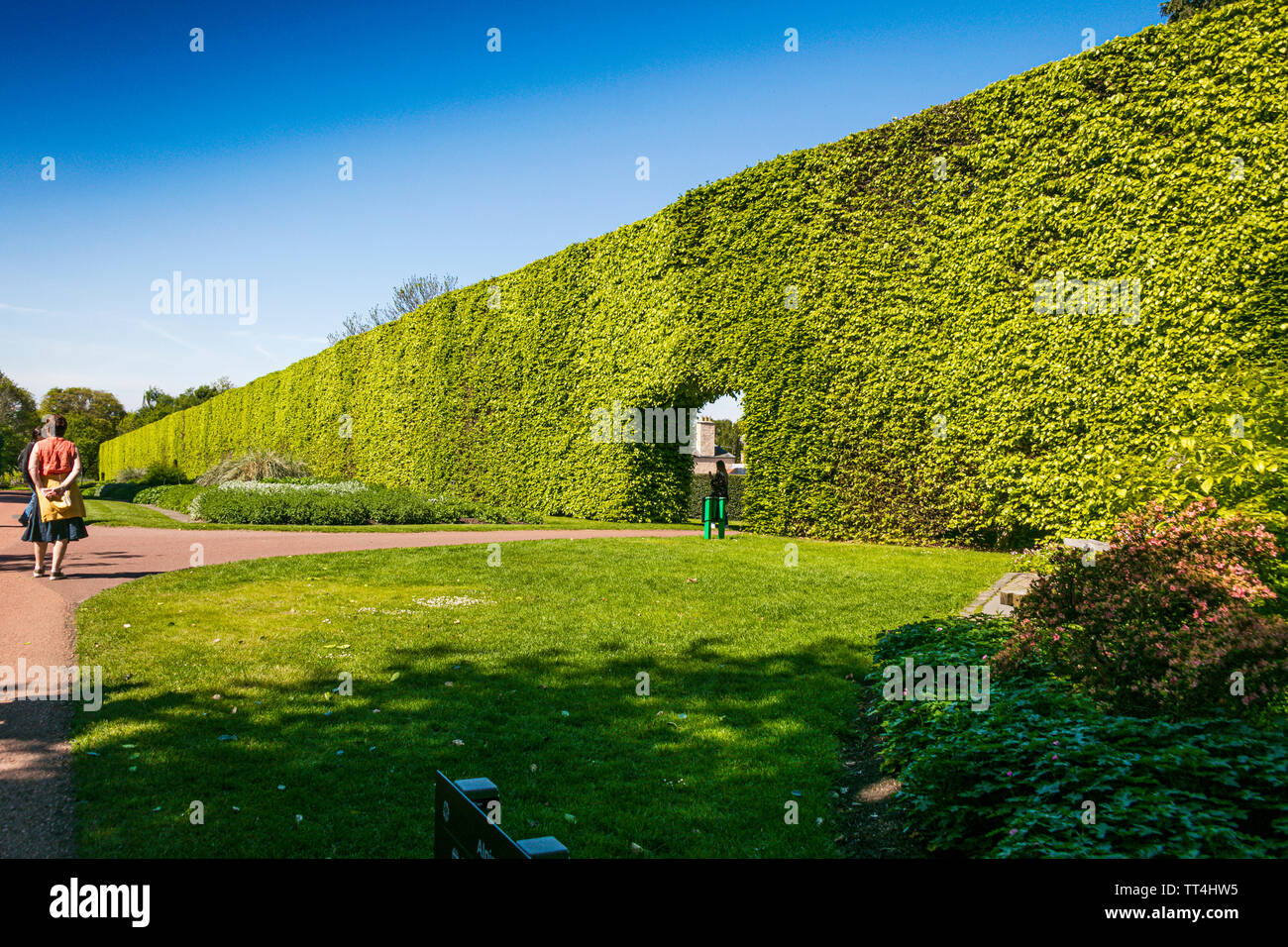 L'Hêtre haie au Royal Botanic Garden, Édimbourg, Écosse. Banque D'Images
