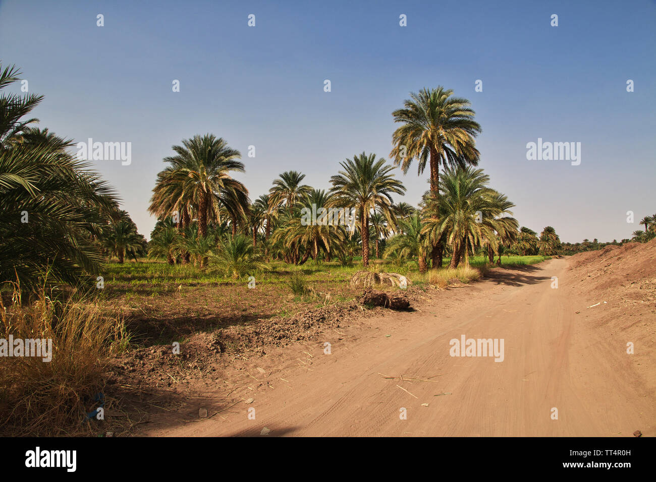 Une oasis dans le désert du Sahara, l'Afrique Banque D'Images