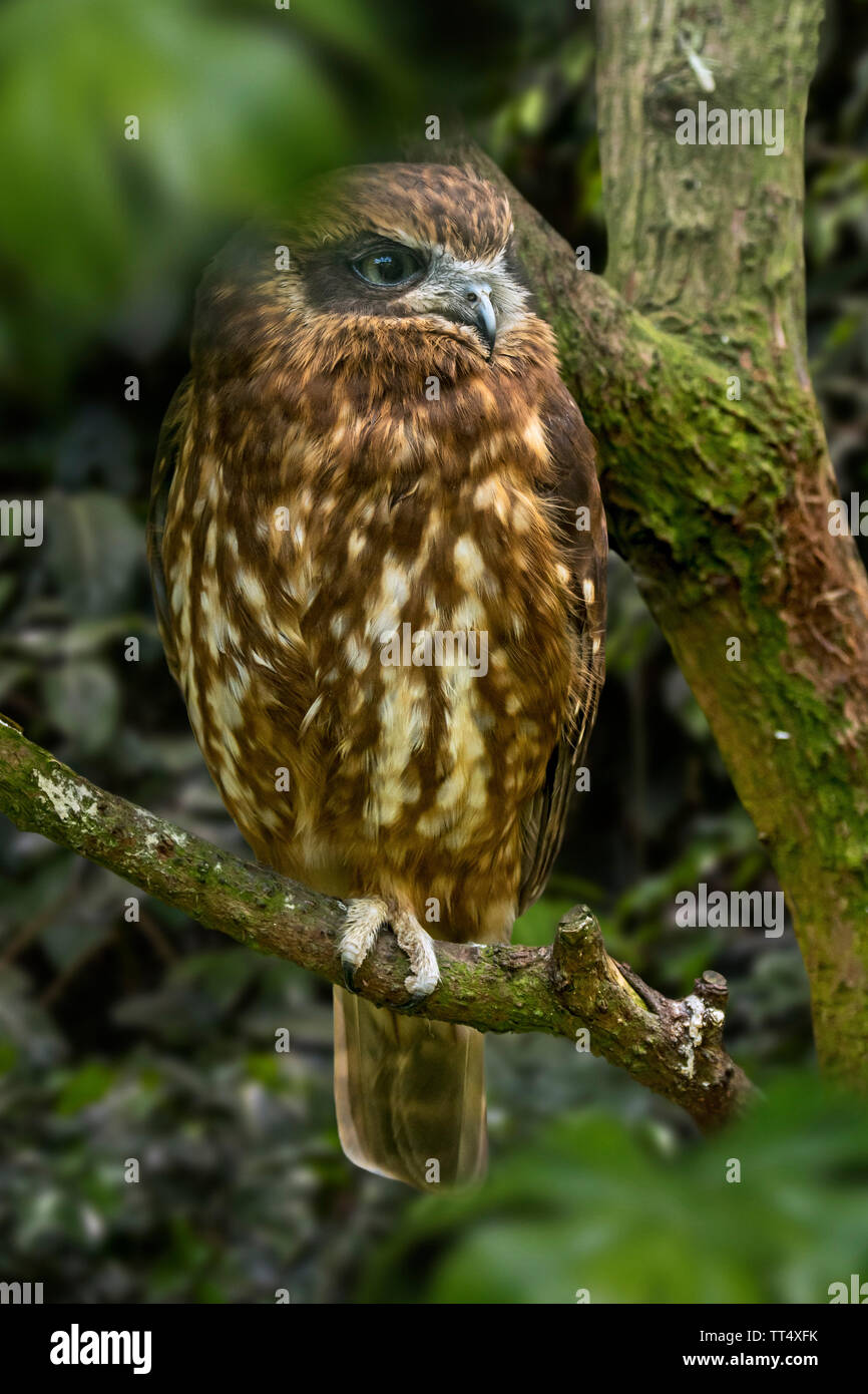 Australian boobook / Sud boobook (Ninox boobook) espèces de hiboux originaire de l'Australie, Nouvelle Guinée, Îles de la sonde et le Timor oriental Banque D'Images