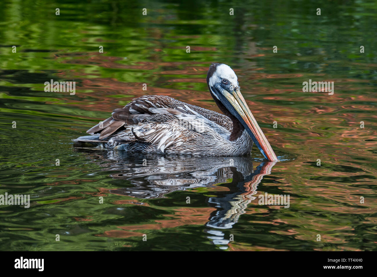 Pelican péruvienne / Humboldt Pélican brun (Pelecanus thagus) Nager dans le lac, des autochtones au Chili et au Pérou Banque D'Images