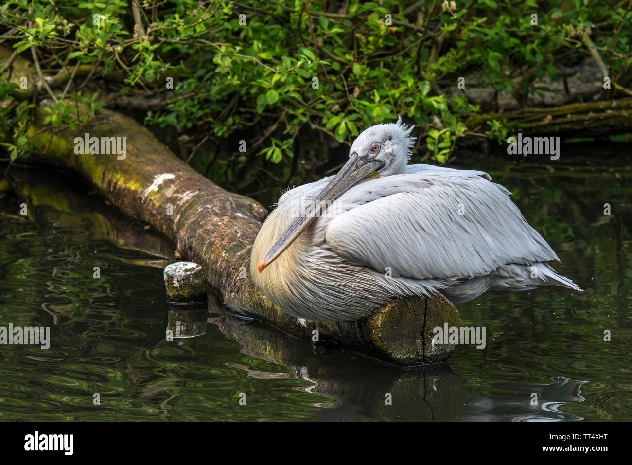 Pélican frisé (Pelecanus crispus) reposant sur le tronc d'arbre tombé sur le lac, originaire d'Europe et d'Asie Banque D'Images