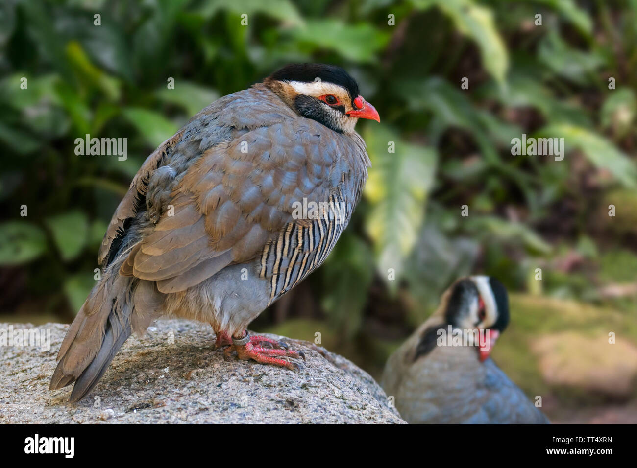 Arabian Partridge (Alectoris melanocephala) couple, rez-de-oiseau originaire d'habitation le sud de la péninsule arabique, l'Arabie saoudite, le Yémen et Oman Banque D'Images