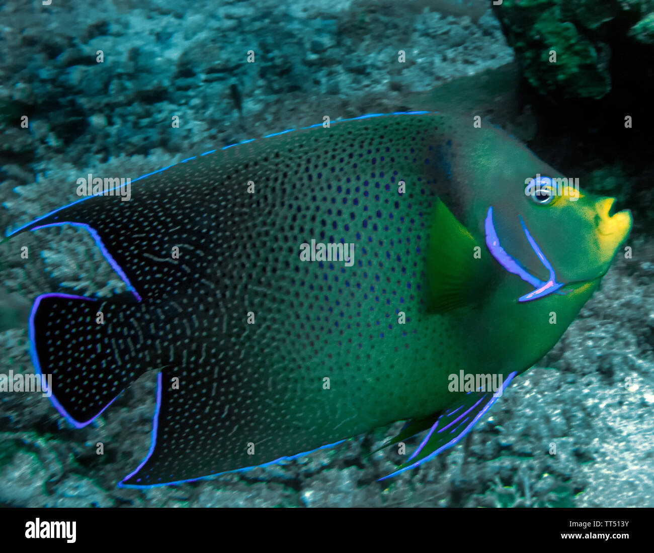 Un demi-cercle de poissons-anges (Pomacanthus semicirculatus) Banque D'Images