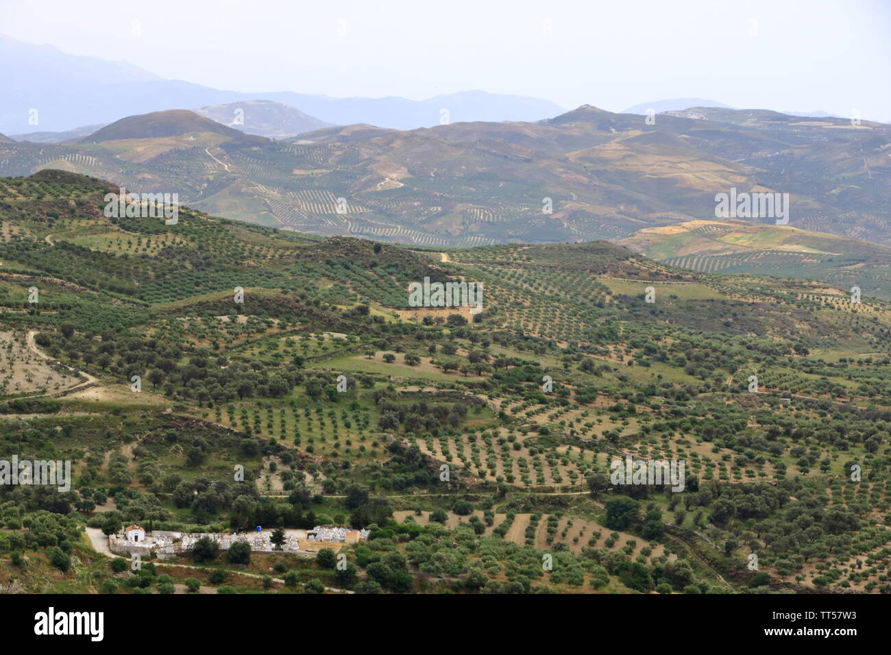 Les plantations d'olive de Crète, Grèce, Europe Banque D'Images
