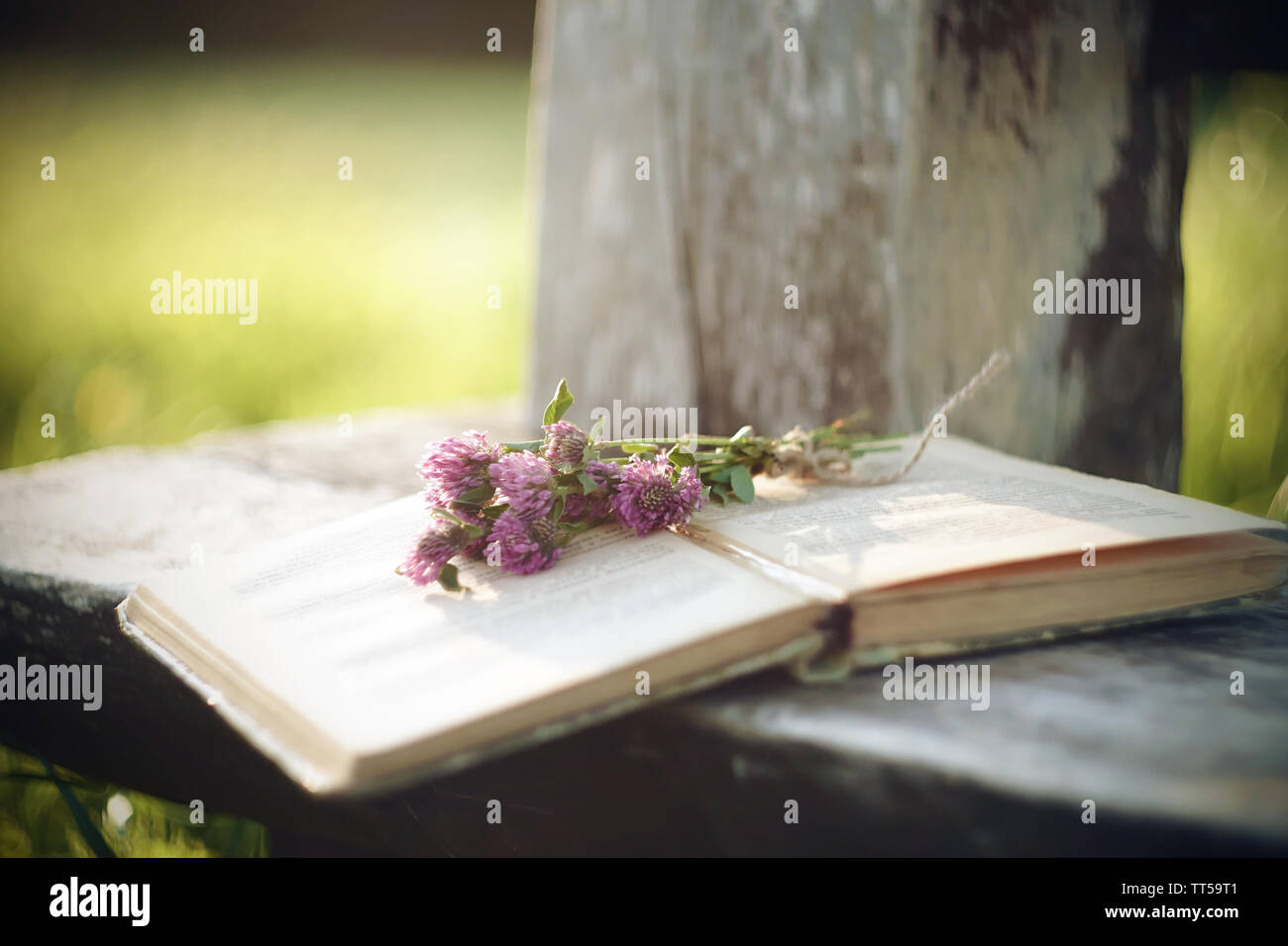 Dans le parc à l'été sur le bord d'un vieux banc se trouve un livre ouvert avec minable qui se trouve un bouquet de fleurs de trèfle en fleurs, éclairé par Sun Banque D'Images