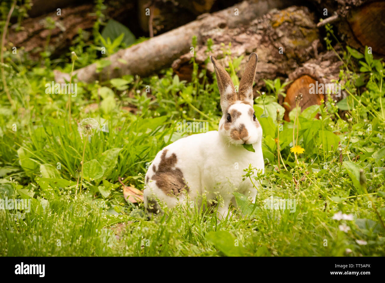 Un mignon Mini Rex est assis sur l'herbe en mâchonnant Teresita, Puerto Rico 2019 Banque D'Images