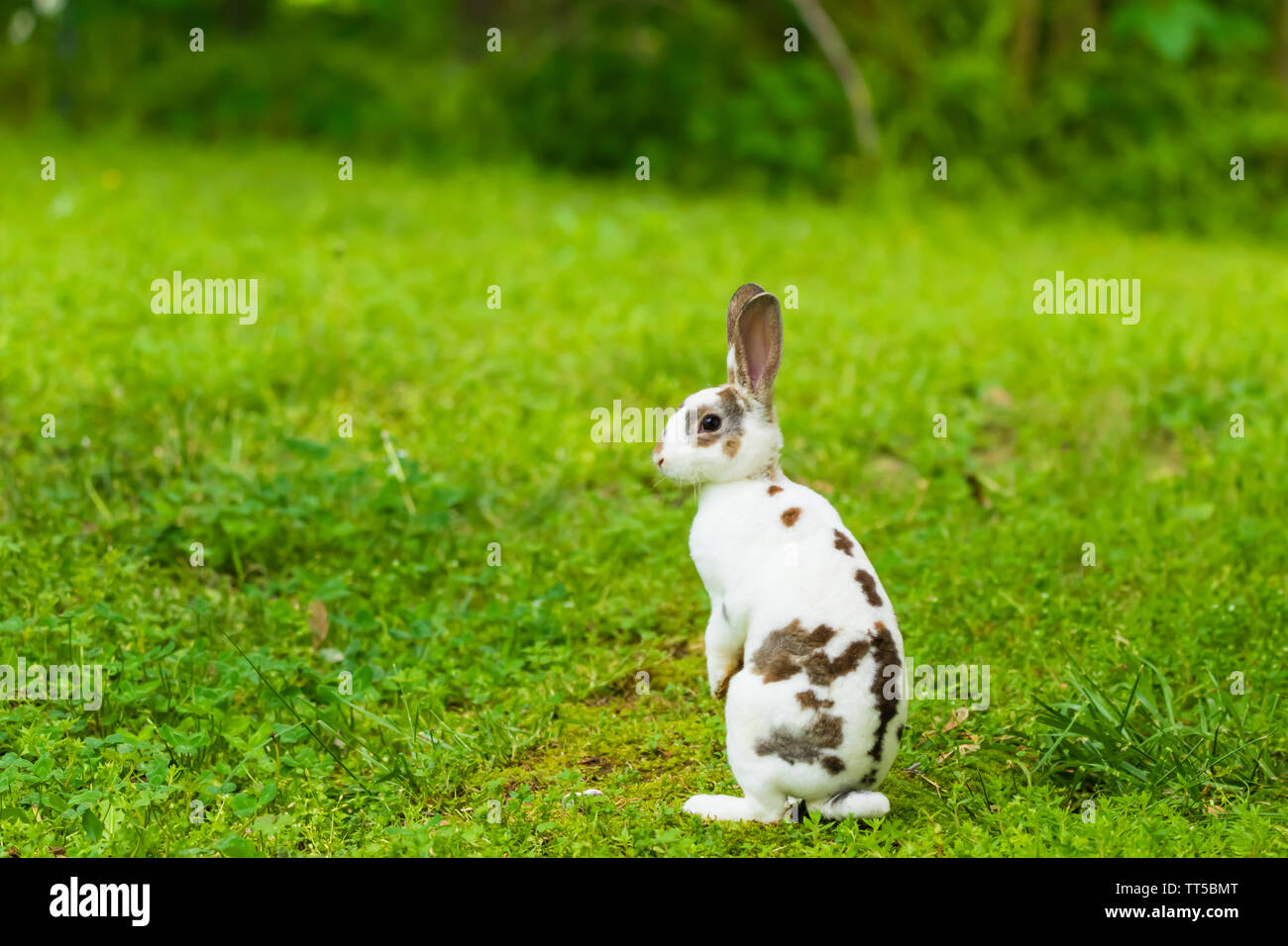 Un mignon Mini Rex est assis dans l'herbe à Teresita, Oklahoma 2019 Banque D'Images