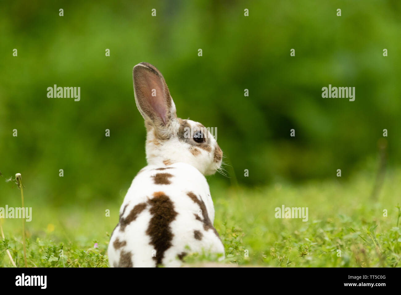 Un mignon Mini Rex est assis dans l'herbe à Teresita, Oklahoma 2019 Banque D'Images
