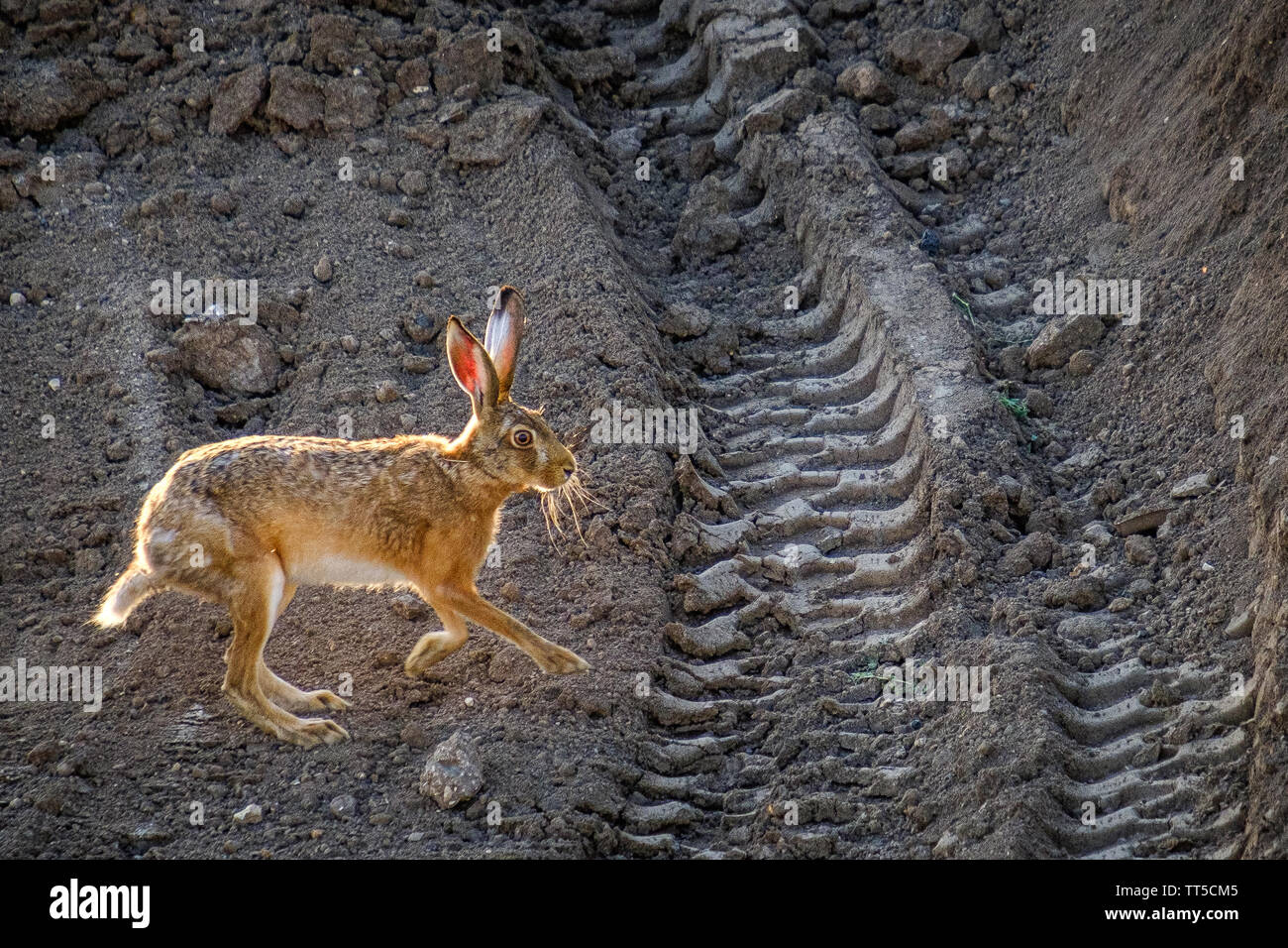Lapin sauvage répond à l'impact sur l'environnement humain Banque D'Images