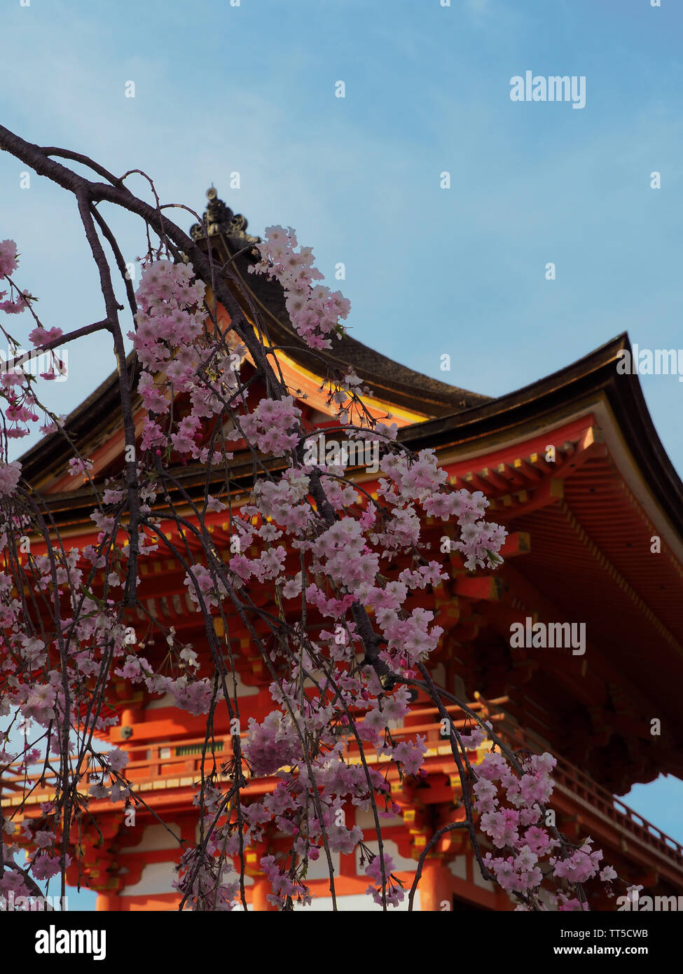 Le temple Kiyomizu-dera avec fleurs de cerisier sakura rose accroché à l'avant-plan Banque D'Images