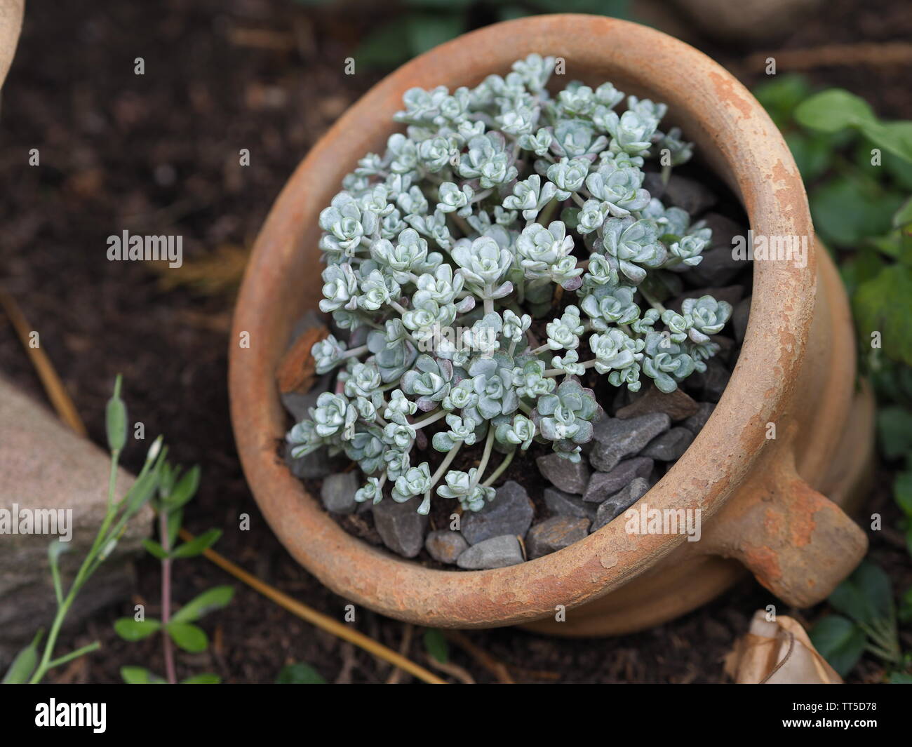 Sedum spathulifolium dans une petite amphore Banque D'Images