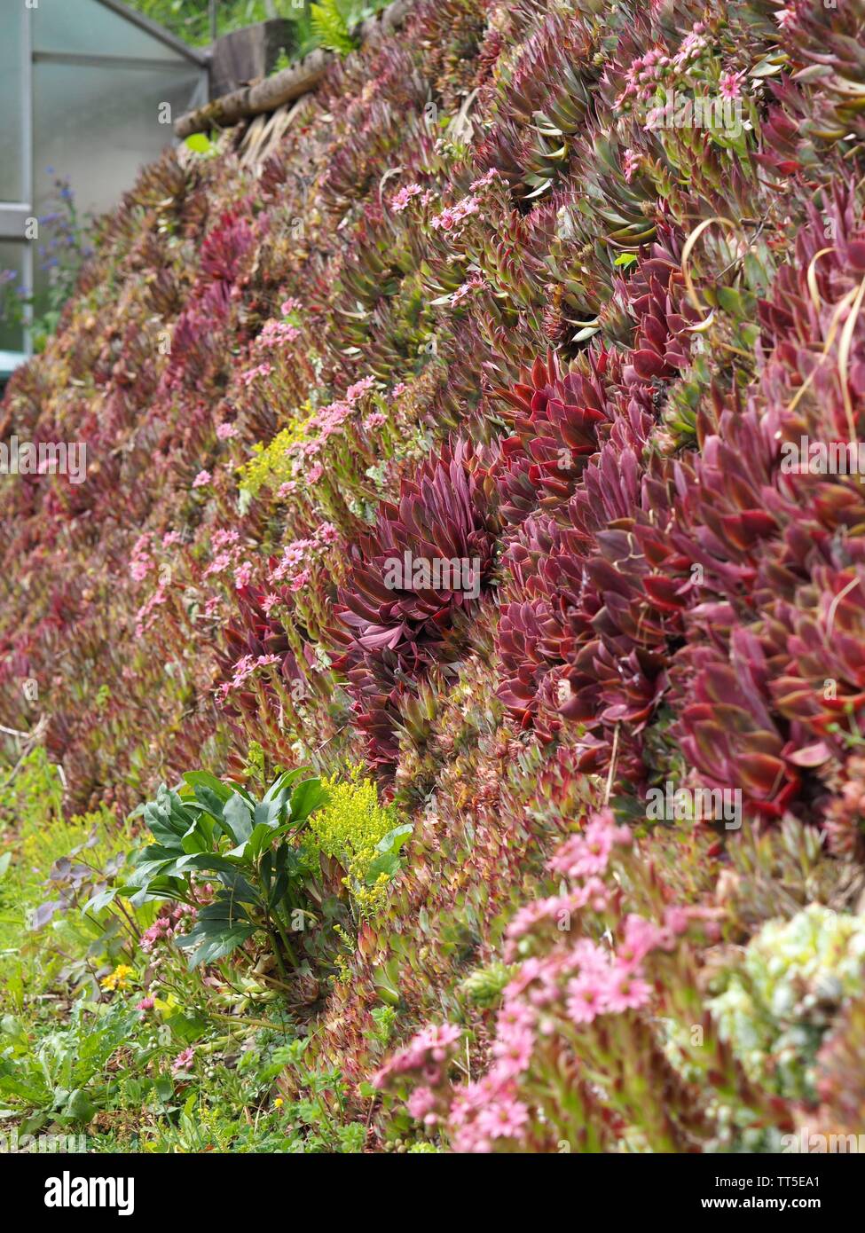 Beaucoup de différentes plantes grasses de plus en plus verticalement sur un mur Banque D'Images