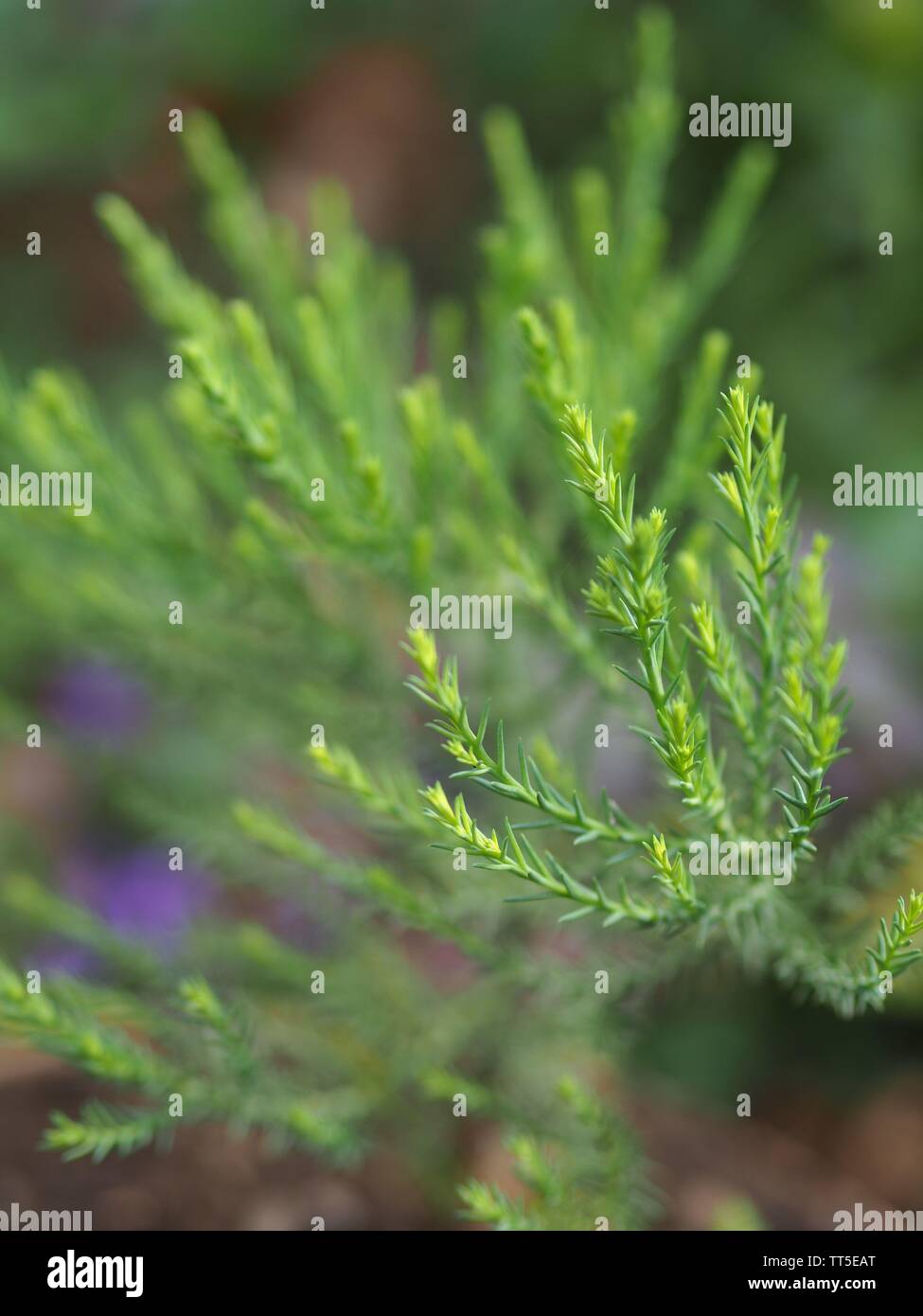 Gros plan de l'aiguille d'un Sequoiadendron giganteum Banque D'Images