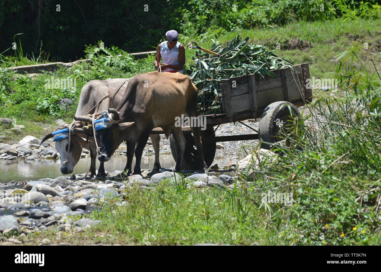 Un chariot tiré par des bœufs dans Guisa village (province de Granma, dans le sud de Cuba) Banque D'Images