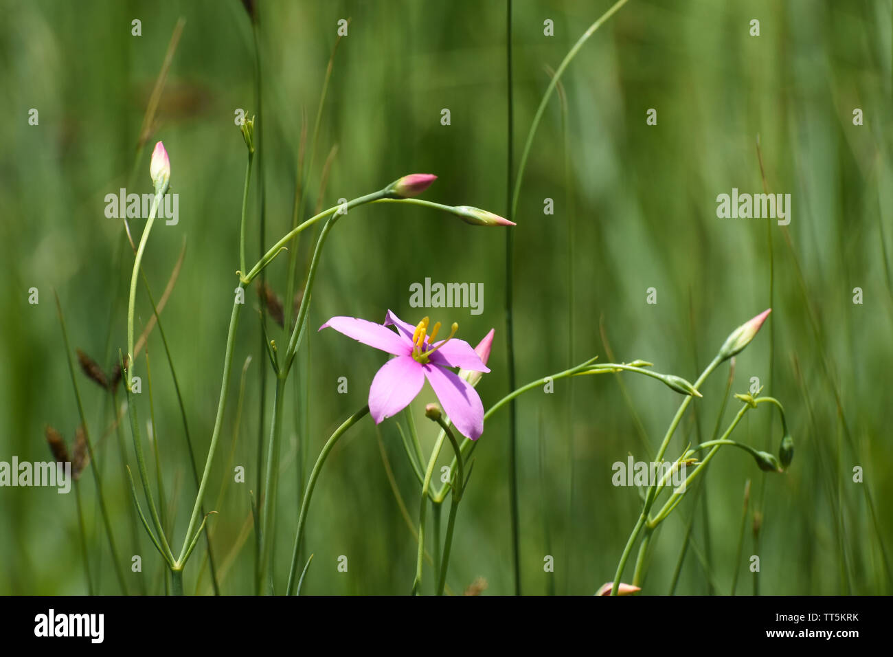 Cerise Fleur Star (Chironia palustris) Résumé des Prairies Banque D'Images