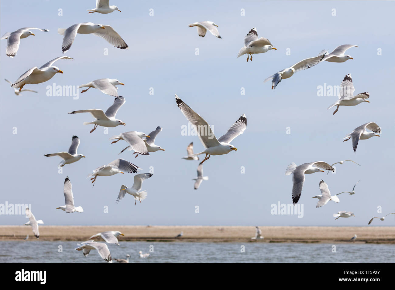 Un troupeau de Caspian, Larus cachinnans, en vol contre un ciel bleu abve une lagune dans la réserve de la biosphère du delta du Danube, l'est de la Roumanie. Banque D'Images