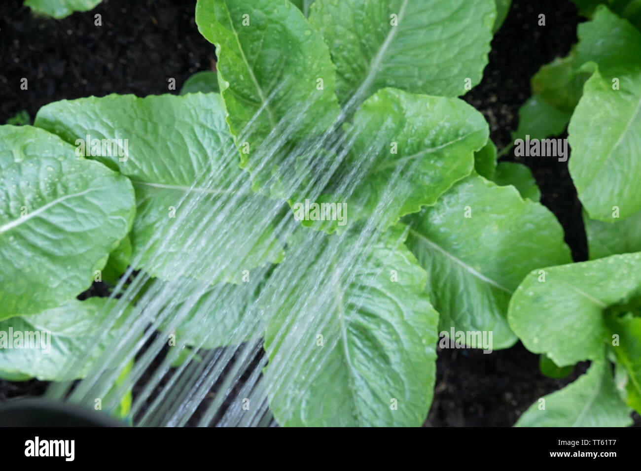 Jardinage d'été : arrosage cos laitue romaine avec flexible sprinkleur dans jardin - sol en arrière-plan pour l'effet de la photographie sombre Banque D'Images