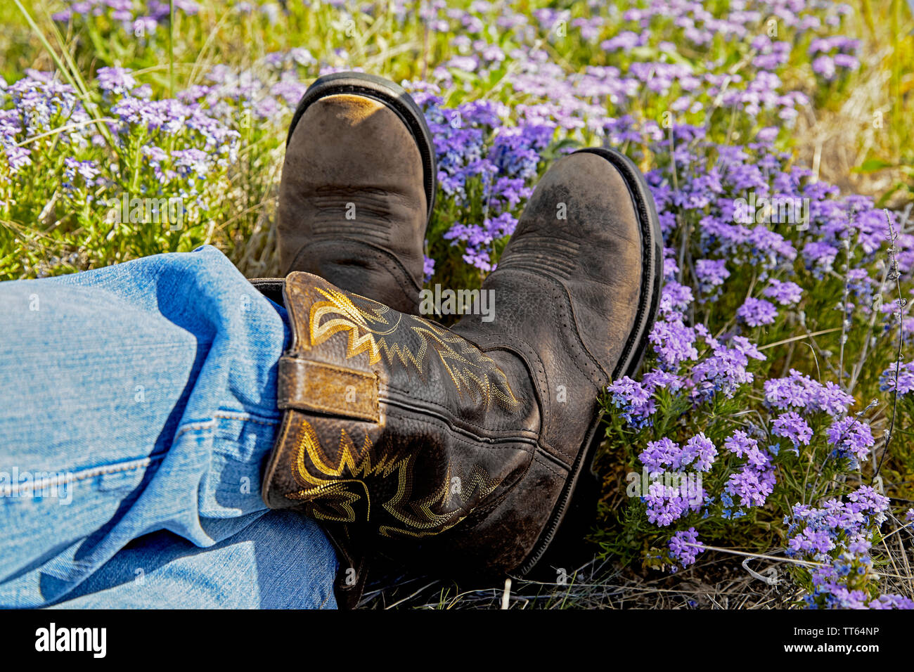 Les jambes d'une personne portant des bottes de cow-boy de l'ouest pose  dans un champ de fleurs violettes Photo Stock - Alamy