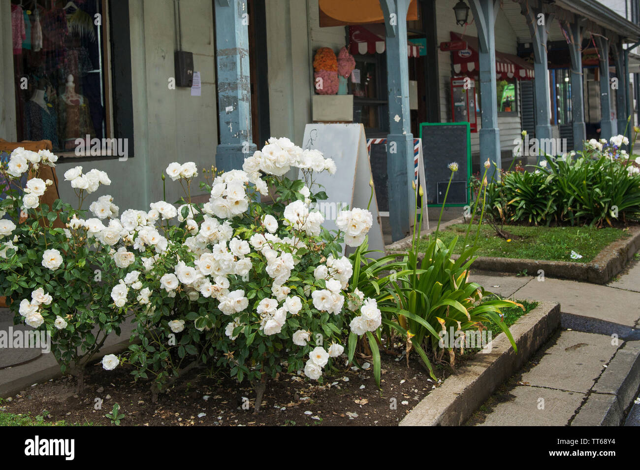 Rues de Puerto Varas, Patagonie chilienne, Lake District. Il est connu comme "la ville des roses", le Chili, l'Amérique du Sud. Banque D'Images