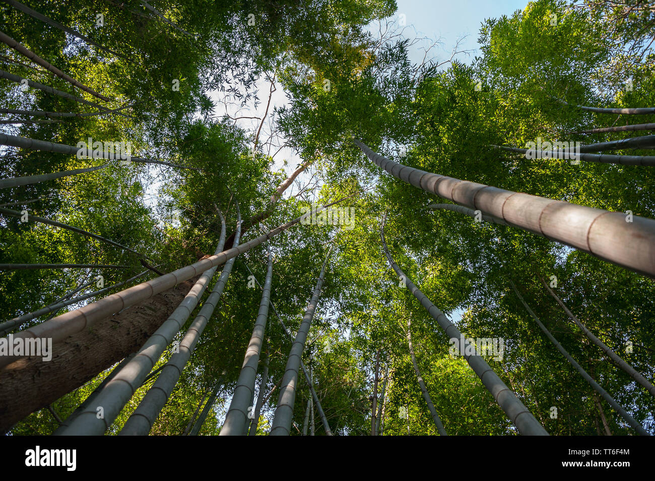 La lumière du soleil tôt le matin, forêt de bambous Sagano, au Japon. Banque D'Images