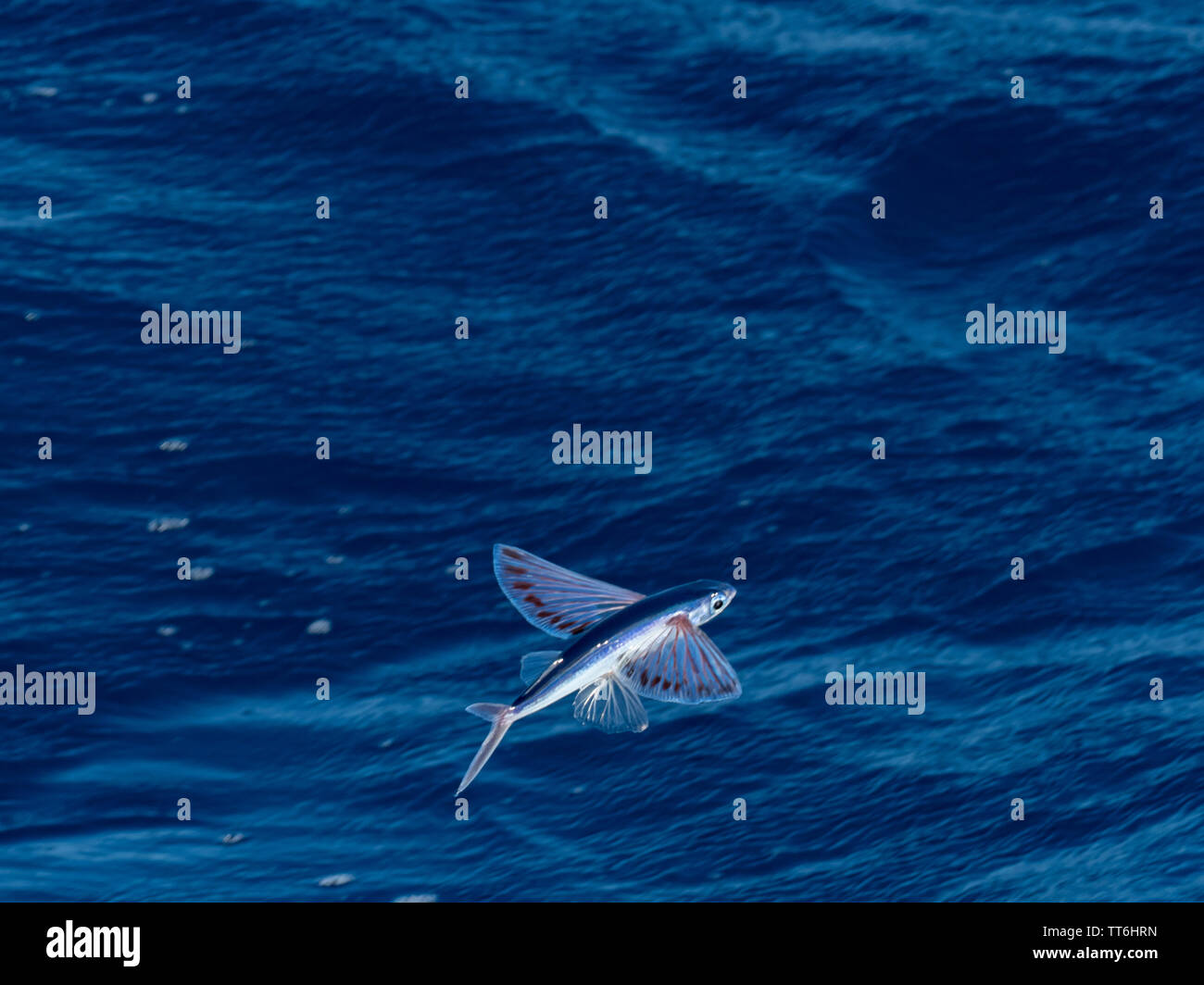 Un beau poisson volant glisser sur la surface de l'océan dans l'océan Pacifique Sud près de l'archipel des Marquises Banque D'Images