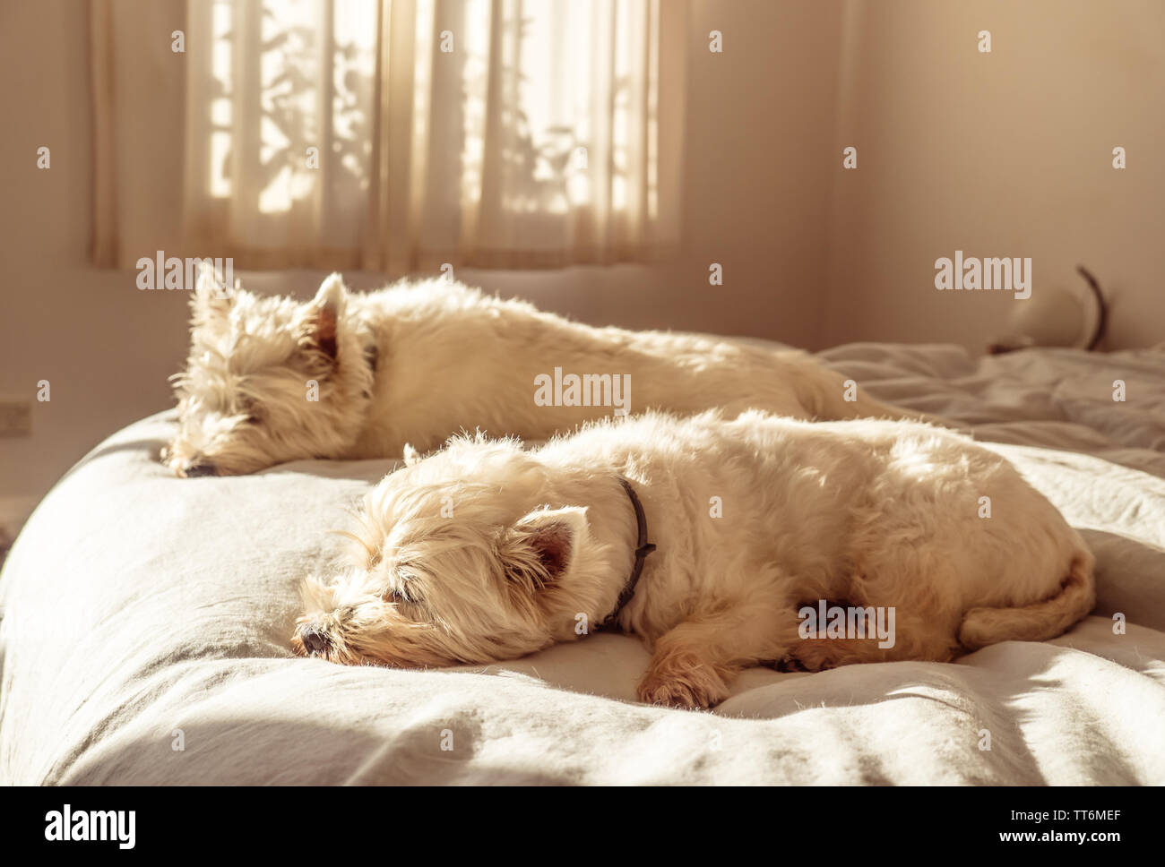 Week-end pour deux en sommeil paresseux mignon West Highland White Terrier westie chiens sur lit dans la chambre Banque D'Images
