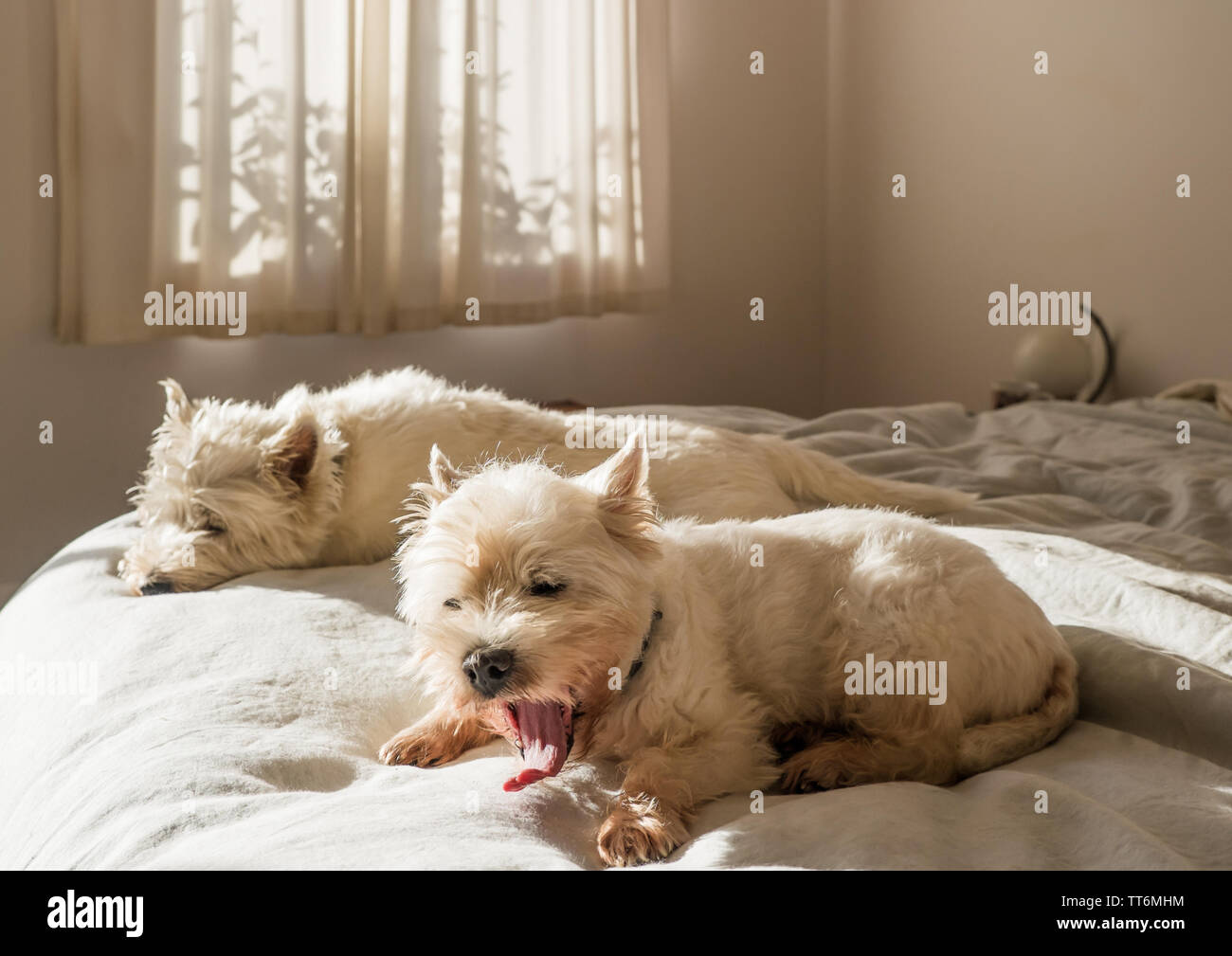 Le bâillement : chien West Highland White Terrier westie chien se réveiller le matin au lit après week-end dormir dans Banque D'Images