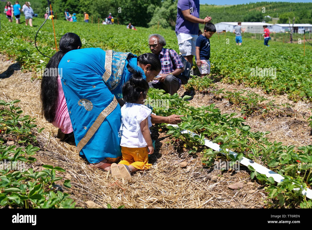 2229, CT USA. Jun 2019. Famille Américaine Indienne appréciant les premiers jours d'une nouvelle saison agricole en Angleterre pour de délicieuses fraises. Banque D'Images