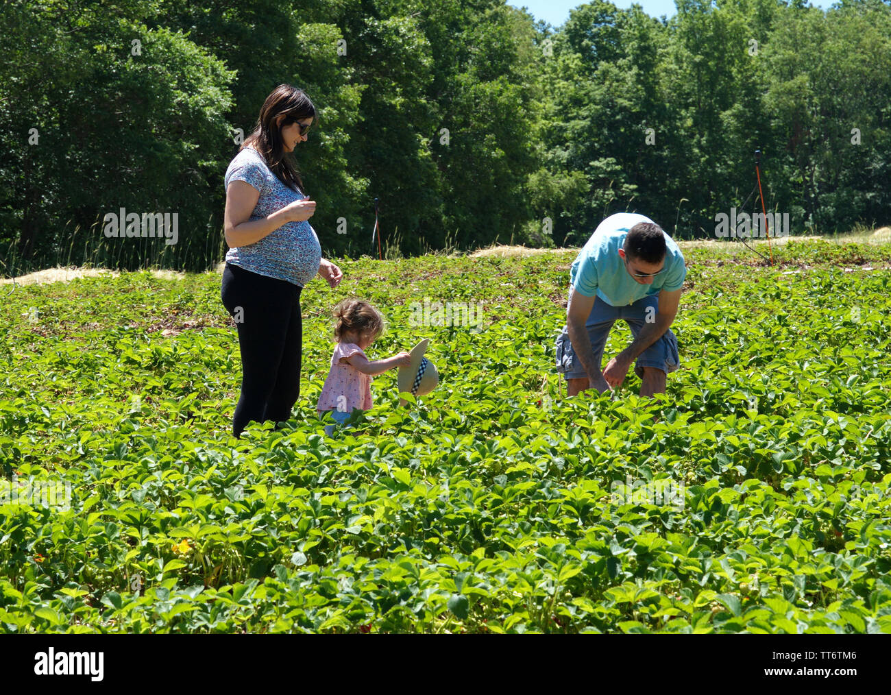 2229, CT USA. Jun 2019. Des gens de tous les milieux et cultures veut récolter les fruits des premiers jours d'une nouvelle agronomie Angleterre saeson. Banque D'Images