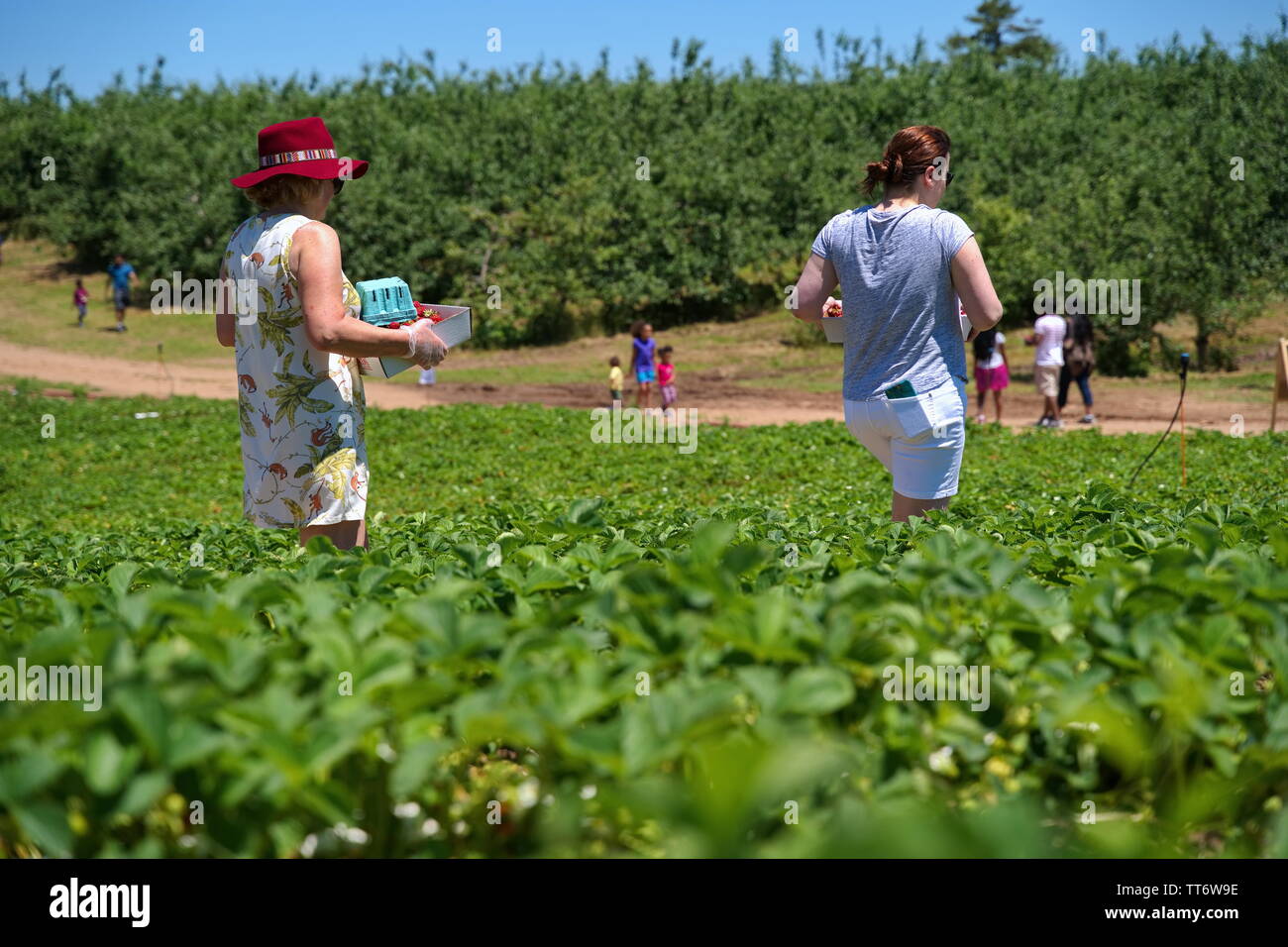 2229, CT USA. Jun 2019. Des gens de tous les milieux et cultures veut récolter les fruits des premiers jours d'une nouvelle agronomie Angleterre saeson. Banque D'Images