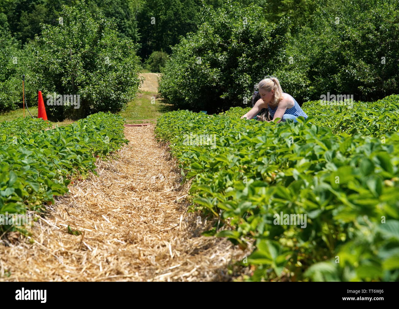 2229, CT USA. Jun 2019. Des gens de tous les milieux et cultures veut récolter les fruits des premiers jours d'une nouvelle agronomie Angleterre saeson. Banque D'Images